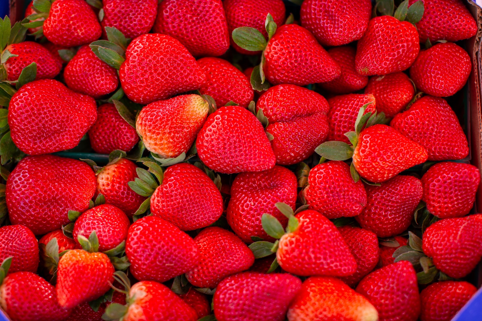 A detail photo of strawberries in Plant City, Florida March 8, 2025. Photo by Daniel LeClair