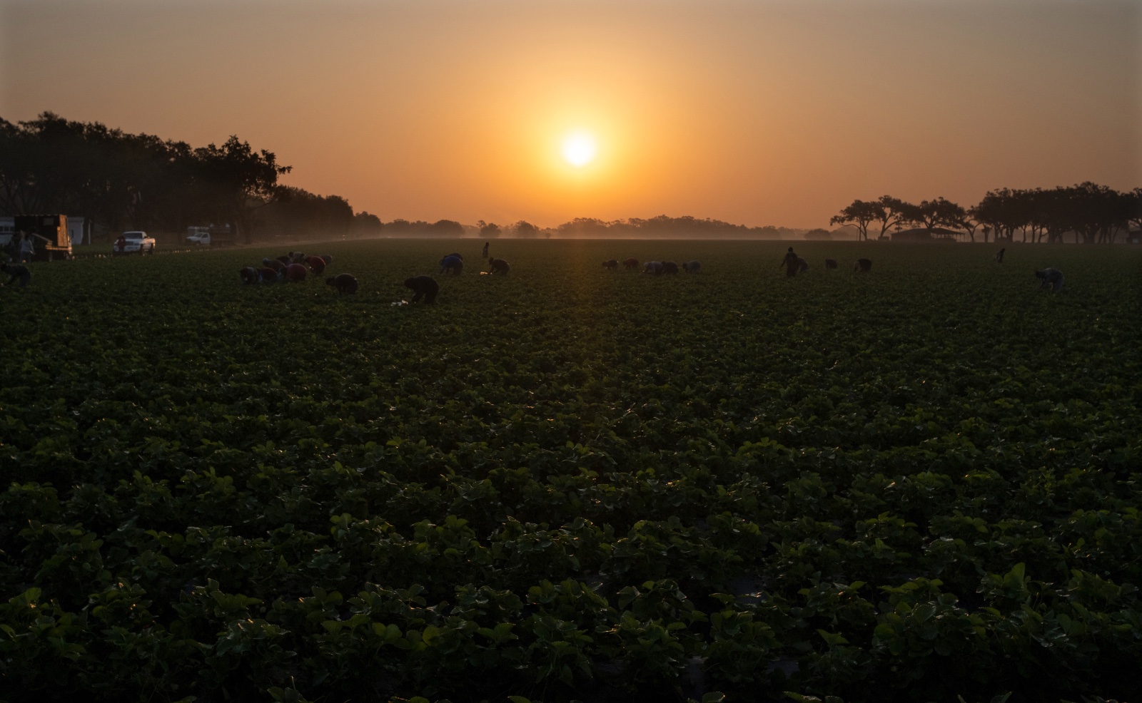 Migrant workers harvest strawberries in Plant City, Florida March 9, 2025. Photo by Daniel LeClair