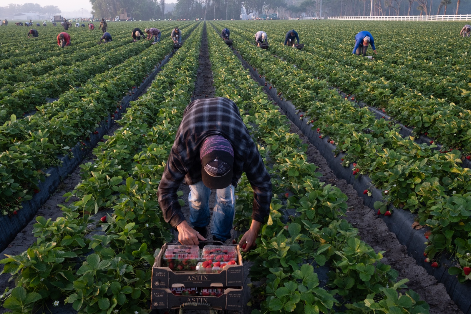 Migrant workers harvest strawberries in Plant City, Florida March 9, 2025. Photo by Daniel LeClair