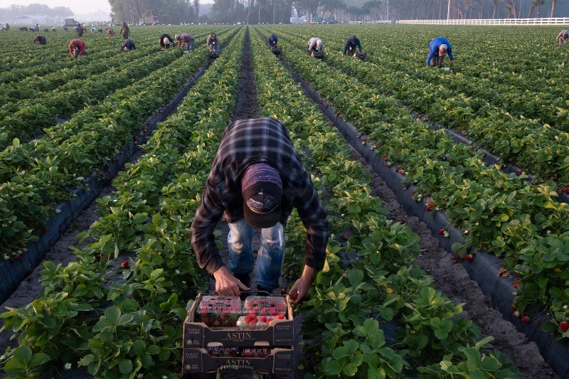 Migrant workers harvest strawberries in Plant City, Florida March 9, 2025. Photo by Daniel LeClair