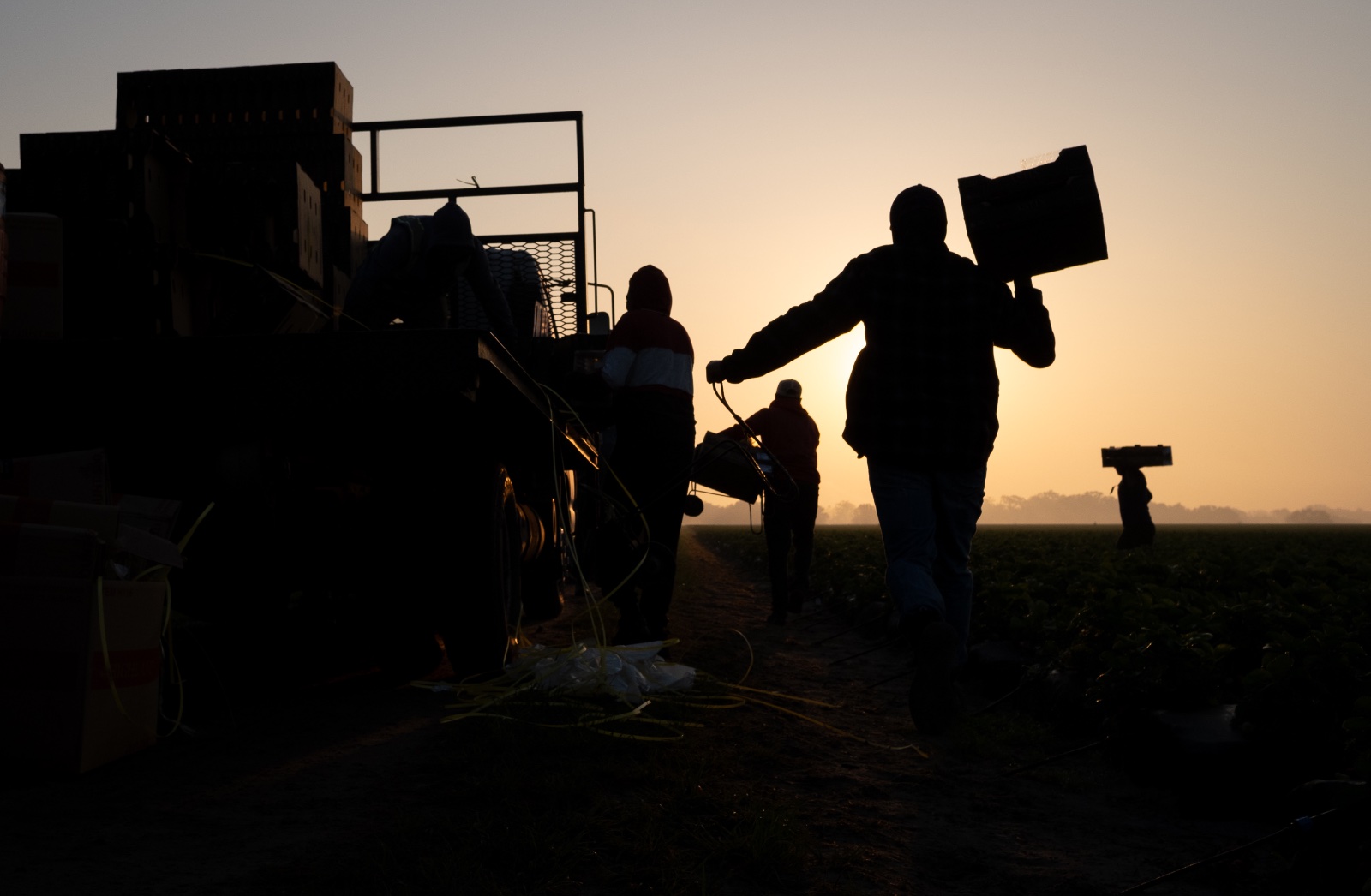 Migrant workers harvest strawberries in Plant City, Florida March 9, 2025. Photo by Daniel LeClair