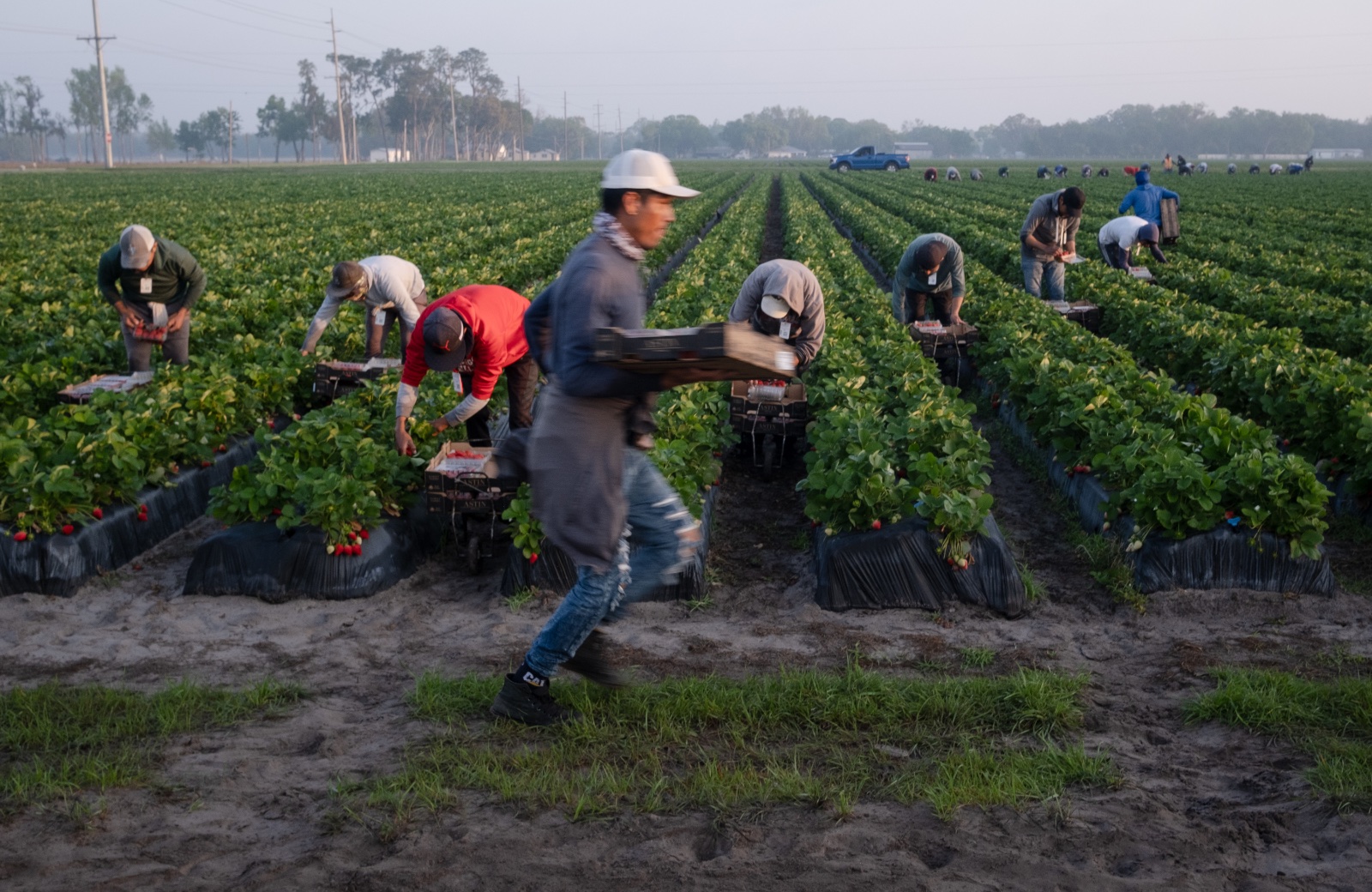 Migrant workers harvest strawberries in Plant City, Florida March 9, 2025. Photo by Daniel LeClair