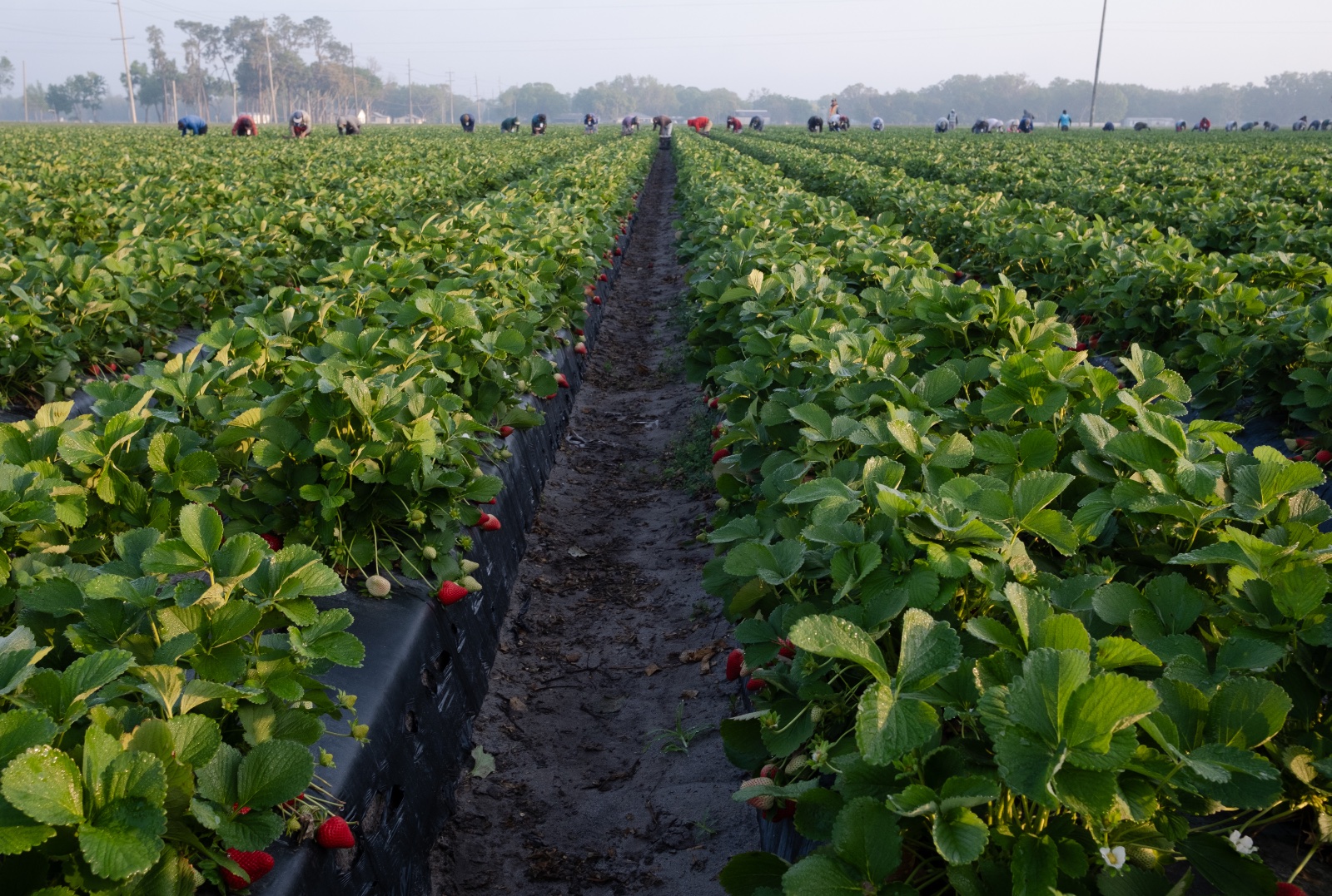 Migrant workers harvest strawberries in Plant City, Florida March 9, 2025. Photo by Daniel LeClair