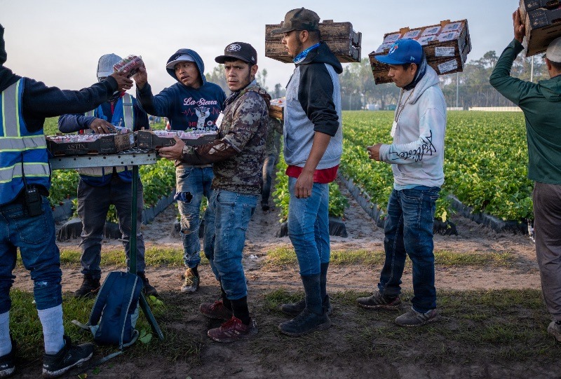 Migrant workers harvest strawberries in Plant City, Florida March 9, 2025. Photo by Daniel LeClair