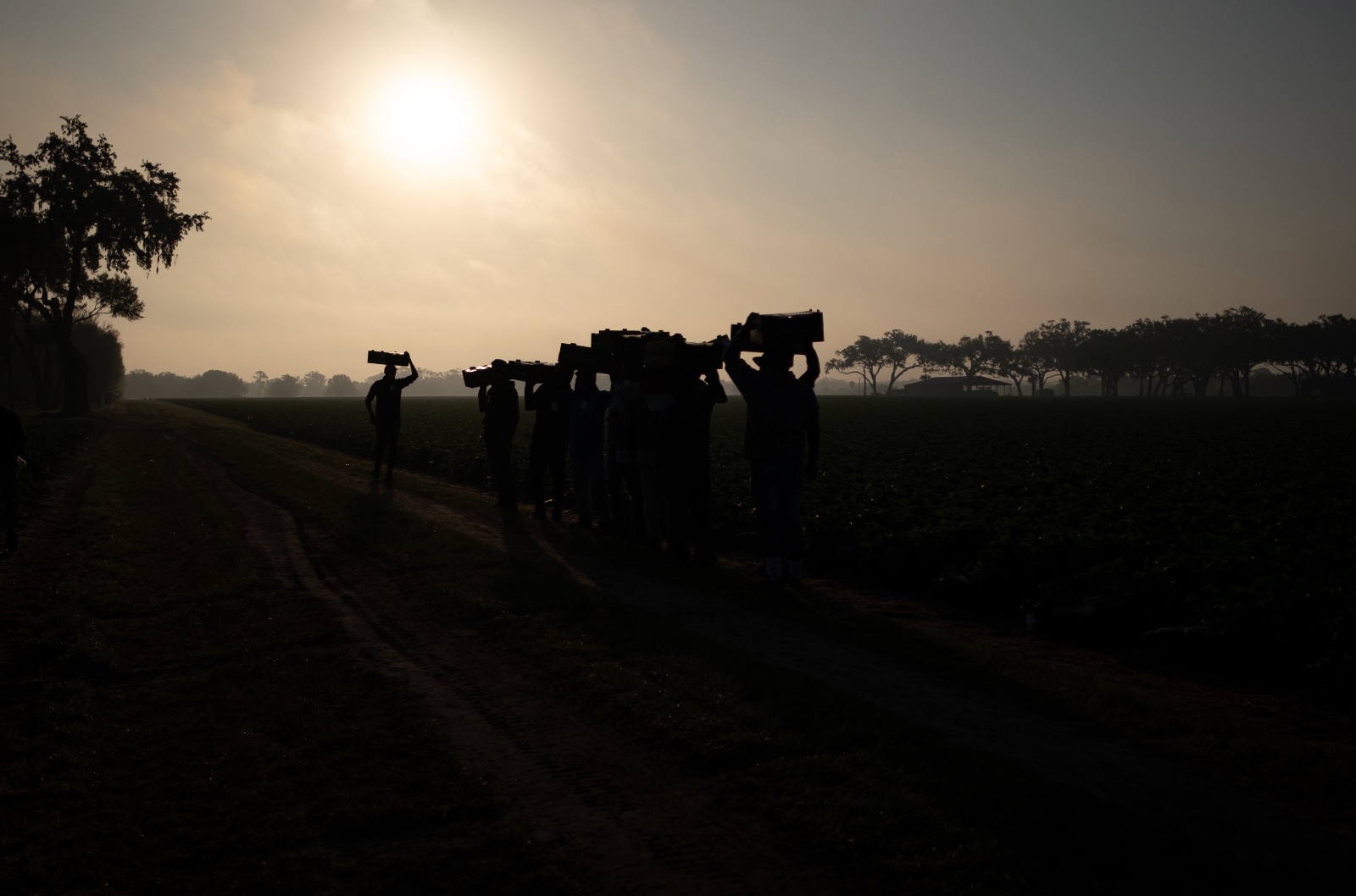 Migrant workers harvest strawberries in Plant City, Florida March 9, 2025. Photo by Daniel LeClair