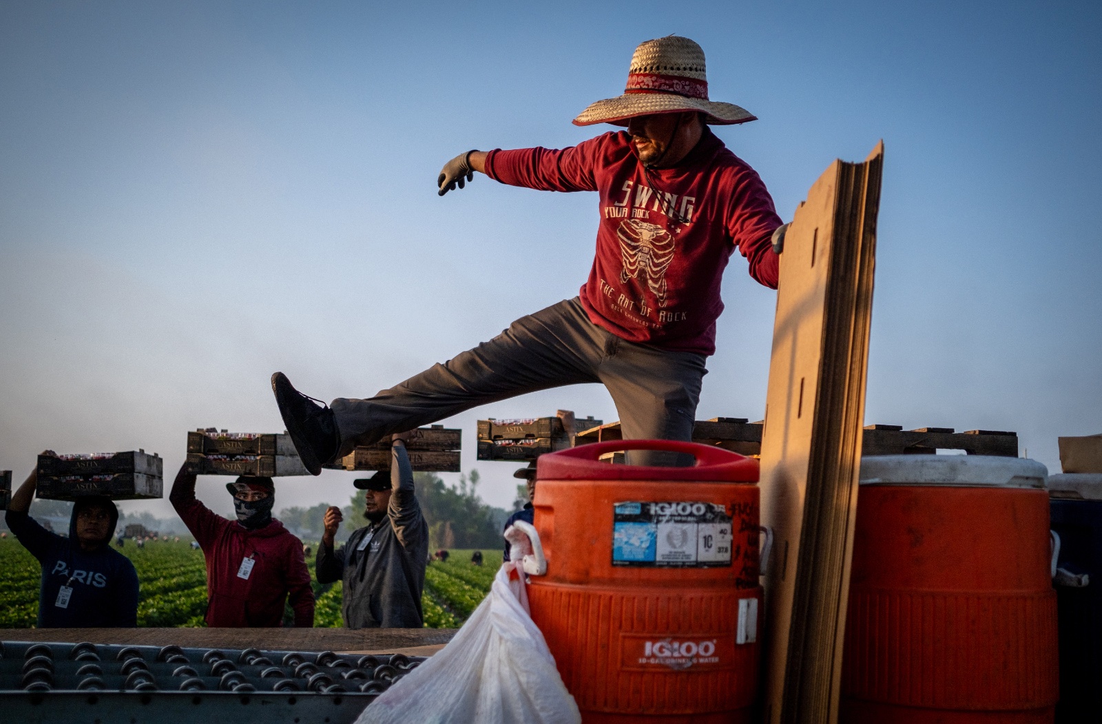 Migrant workers harvest strawberries in Plant City, Florida March 9, 2025. Photo by Daniel LeClair