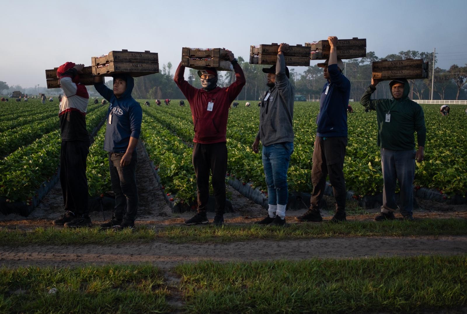Migrant workers harvest strawberries in Plant City, Florida March 9, 2025. Photo by Daniel LeClair