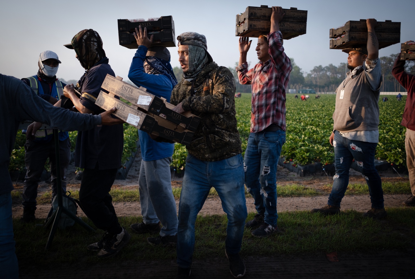 Migrant workers harvest strawberries in Plant City, Florida March 9, 2025. Photo by Daniel LeClair