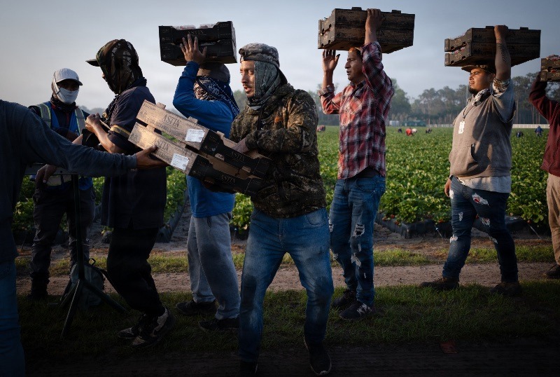 Migrant workers harvest strawberries in Plant City, Florida March 9, 2025. Photo by Daniel LeClair