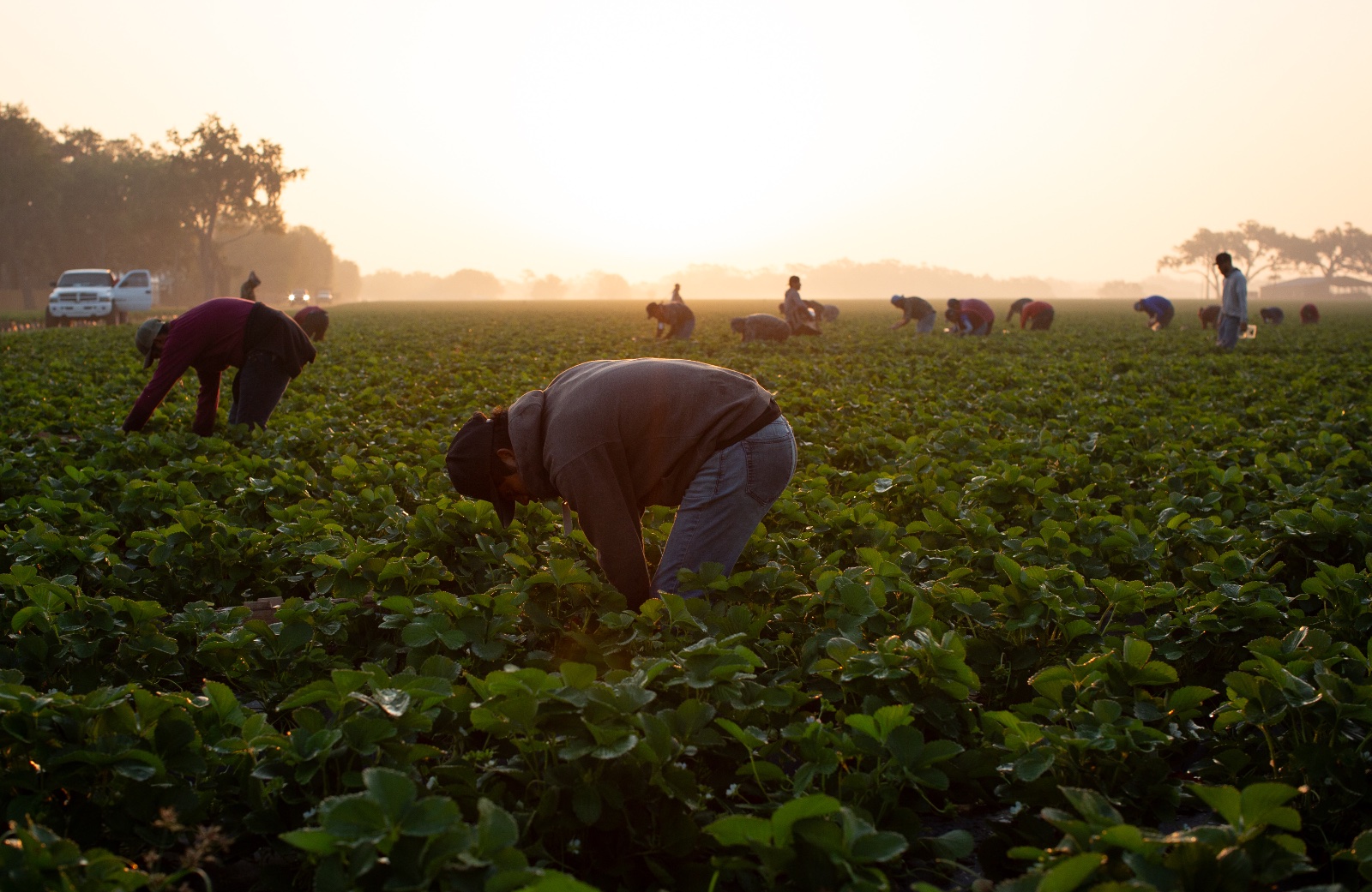 Migrant workers harvest strawberries in Plant City, Florida March 9, 2025. Photo by Daniel LeClair