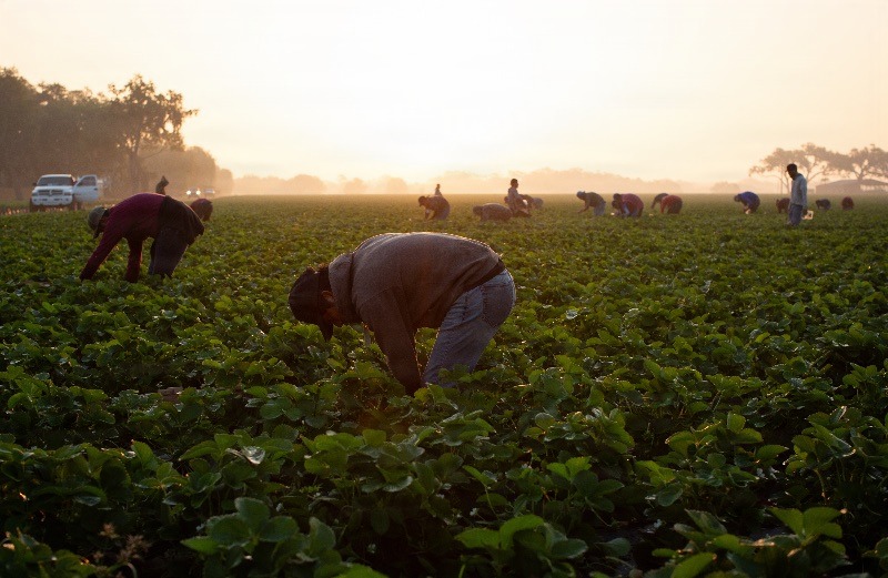 Migrant workers harvest strawberries in Plant City, Florida March 9, 2025. Photo by Daniel LeClair