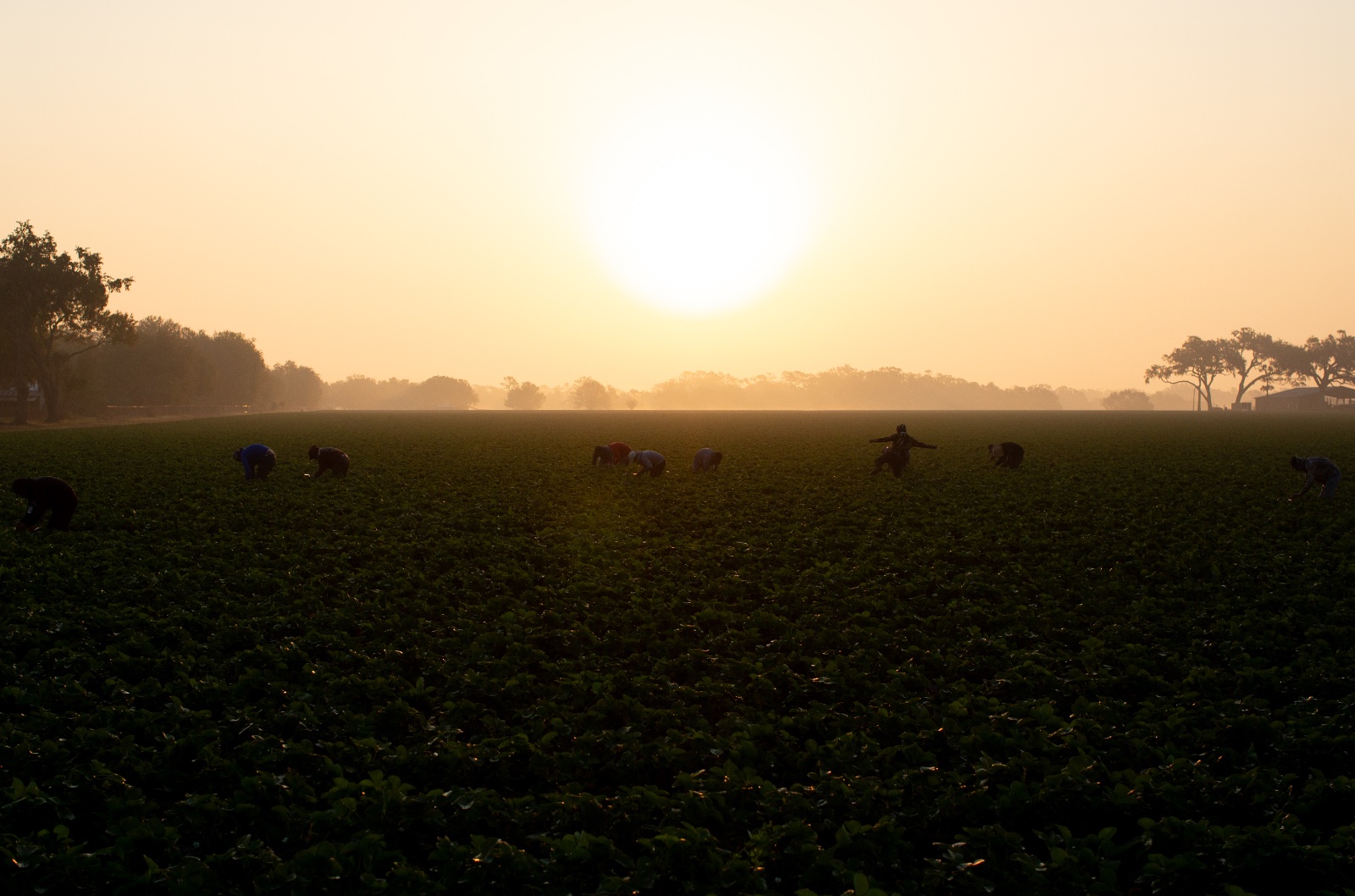 Migrant workers harvest strawberries in Plant City, Florida March 9, 2025. Photo by Daniel LeClair