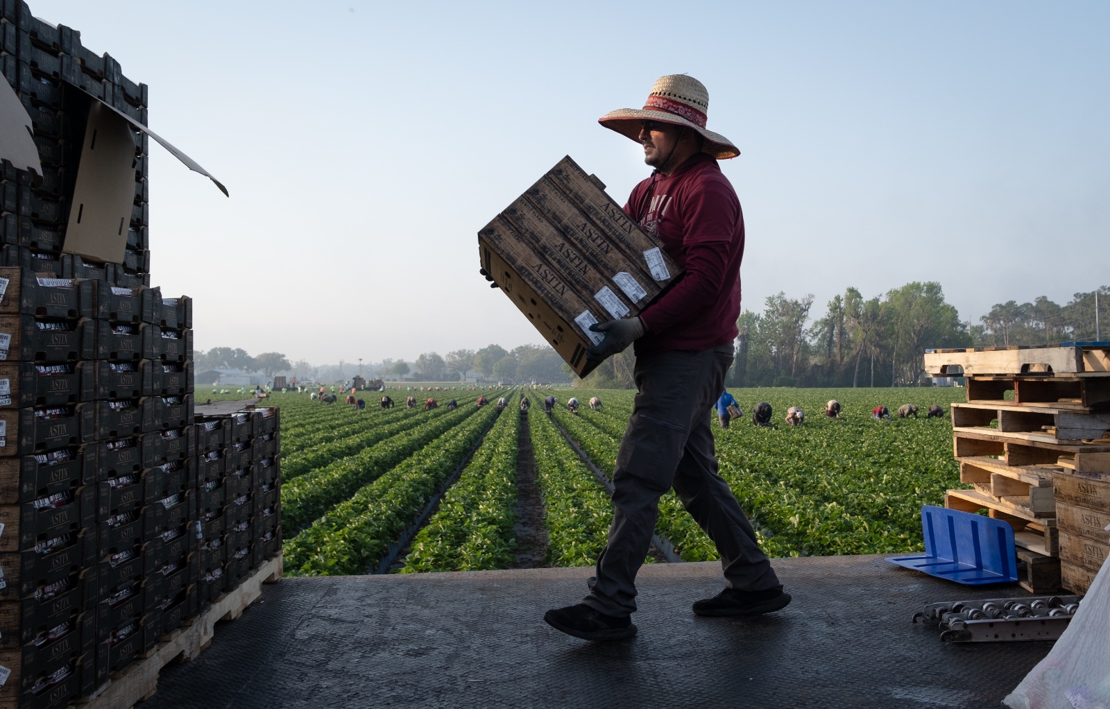 Migrant workers harvest strawberries in Plant City, Florida March 9, 2025. Photo by Daniel LeClair