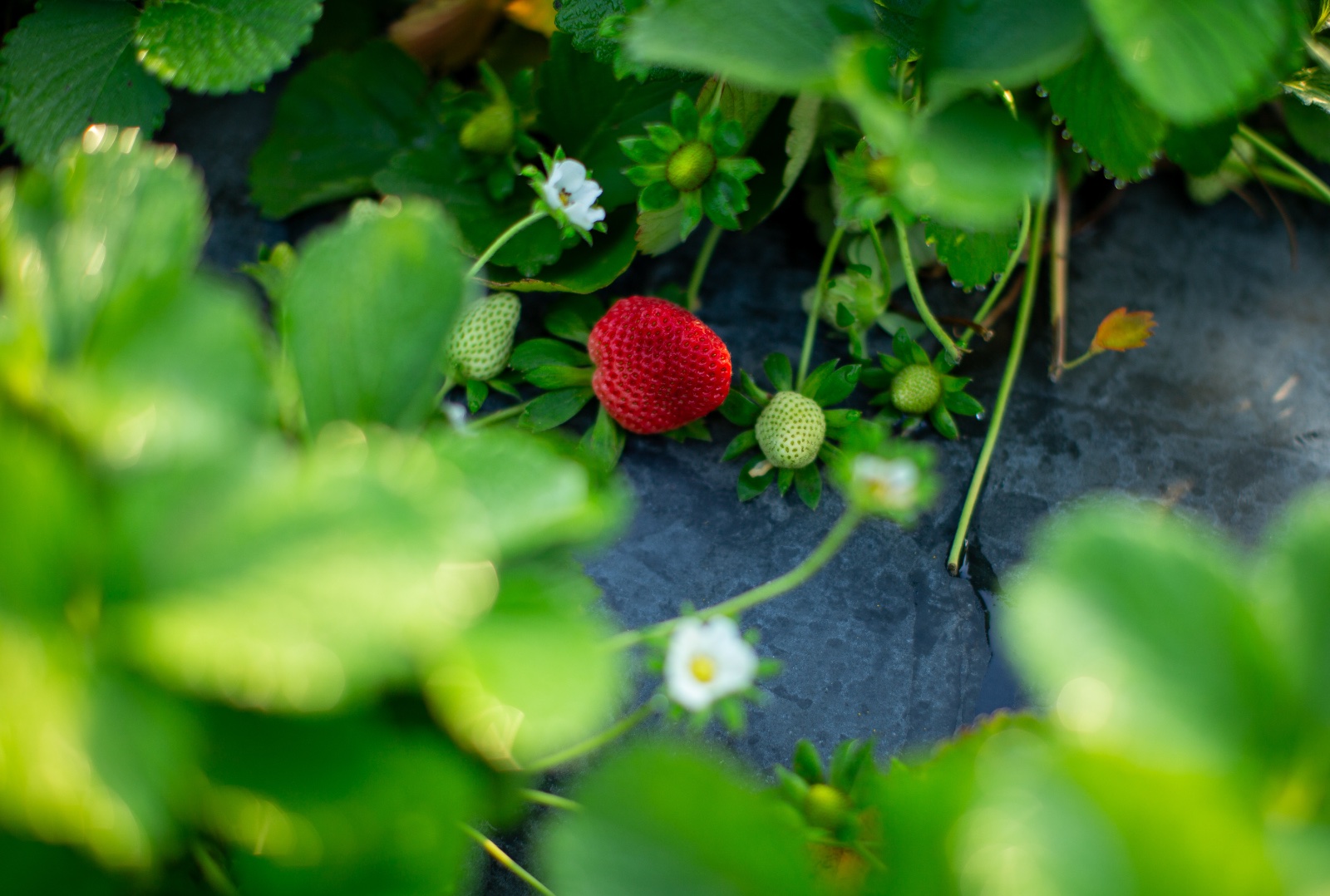 A detail photo of strawberries in Plant City, Florida March 9, 2025. Photo by Daniel LeClair