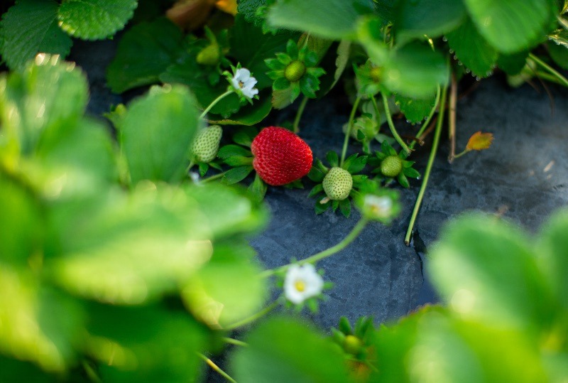 A detail photo of strawberries in Plant City, Florida March 9, 2025. Photo by Daniel LeClair