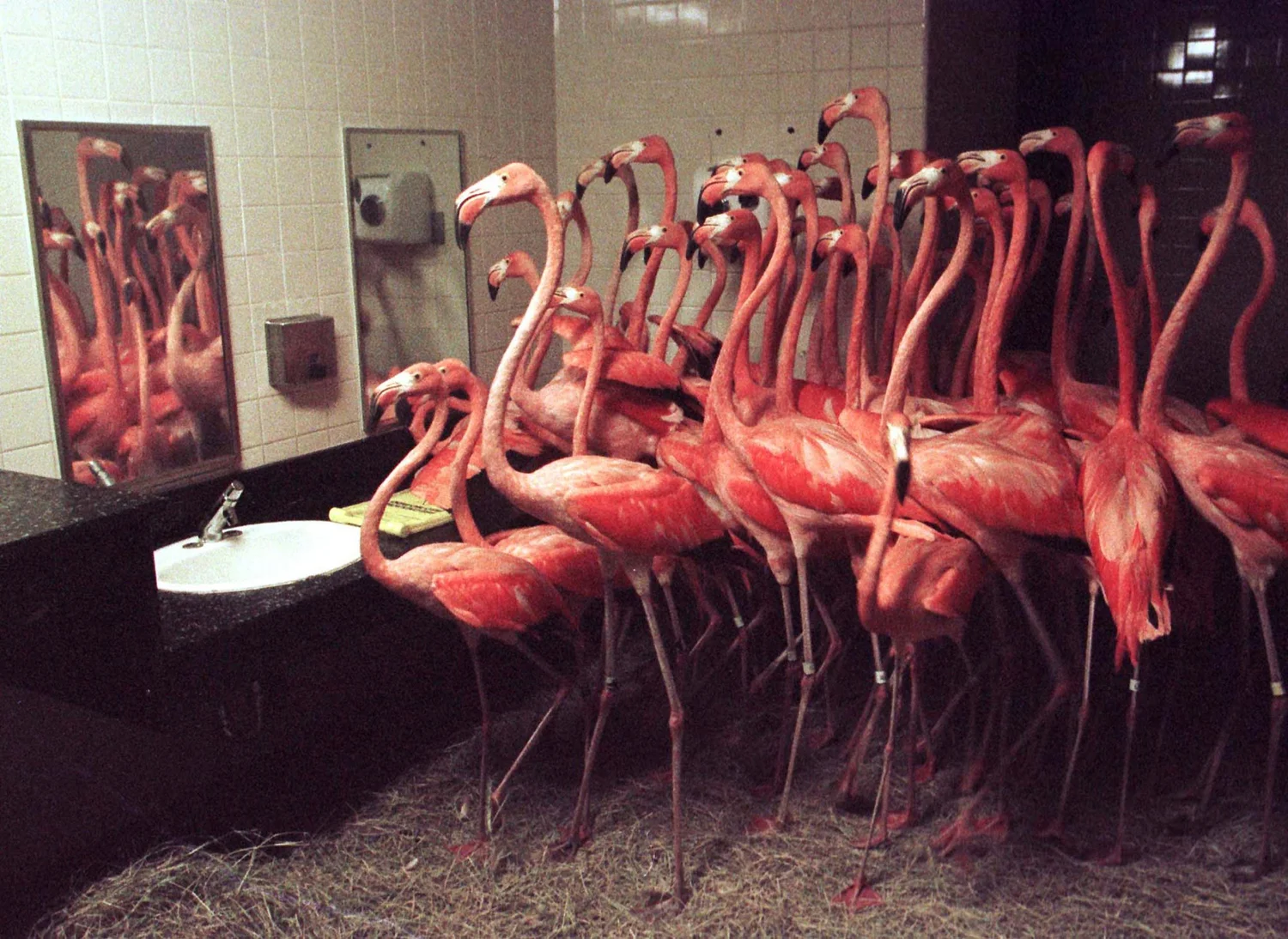 Mia Flamingos