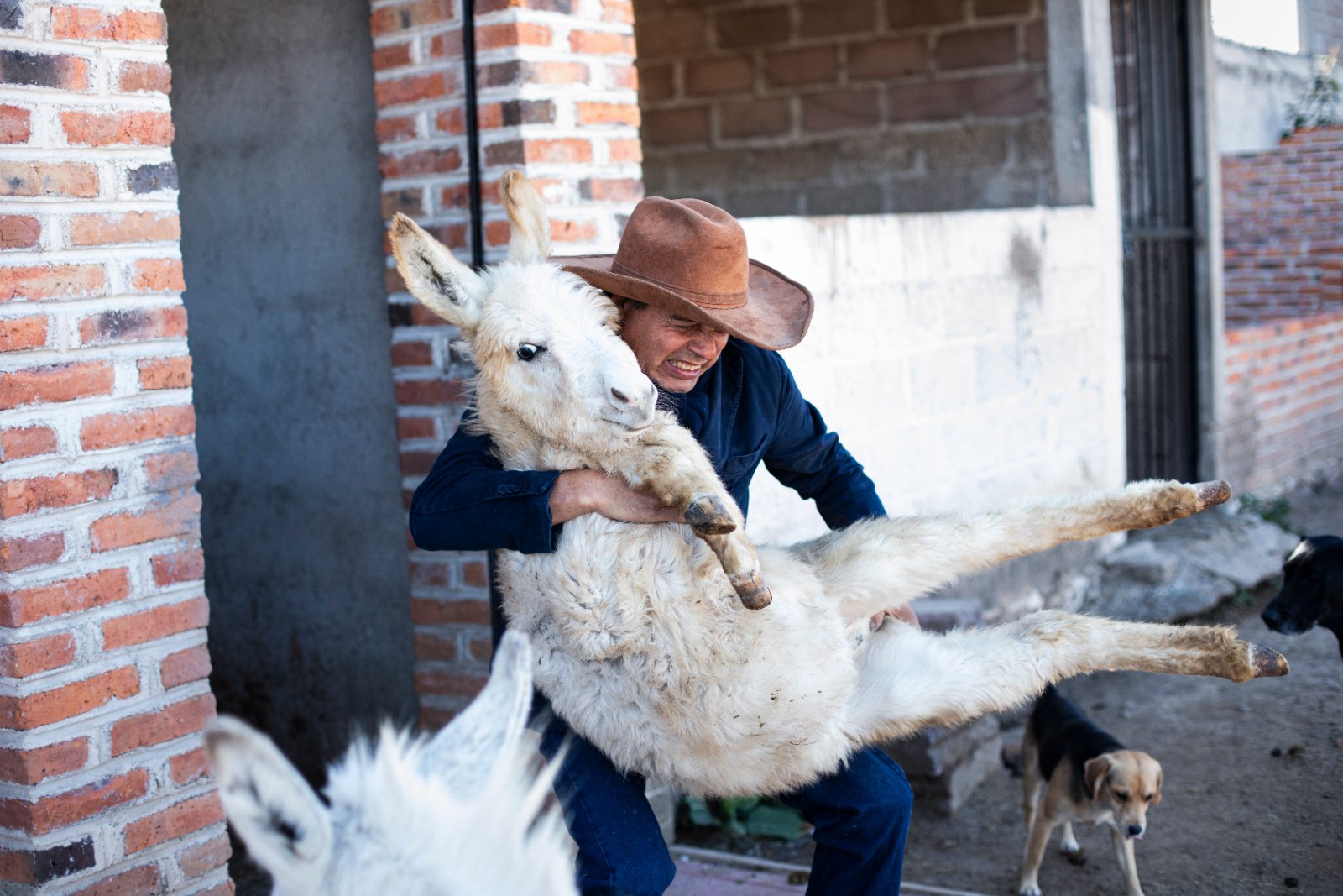 Burrolandia: The donkey obsession