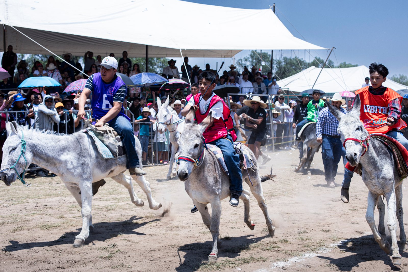 Burrolandia: The donkey obsession