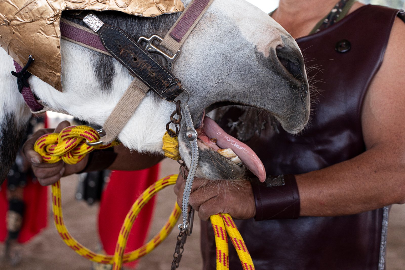 Burrolandia: The donkey obsession