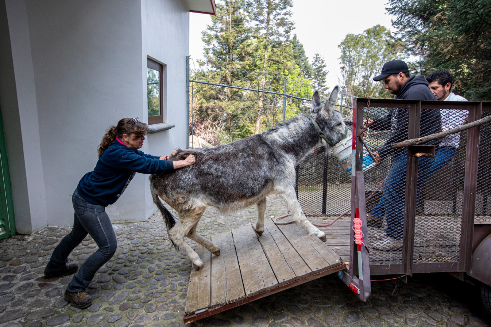 Burrolandia: The donkey obsession