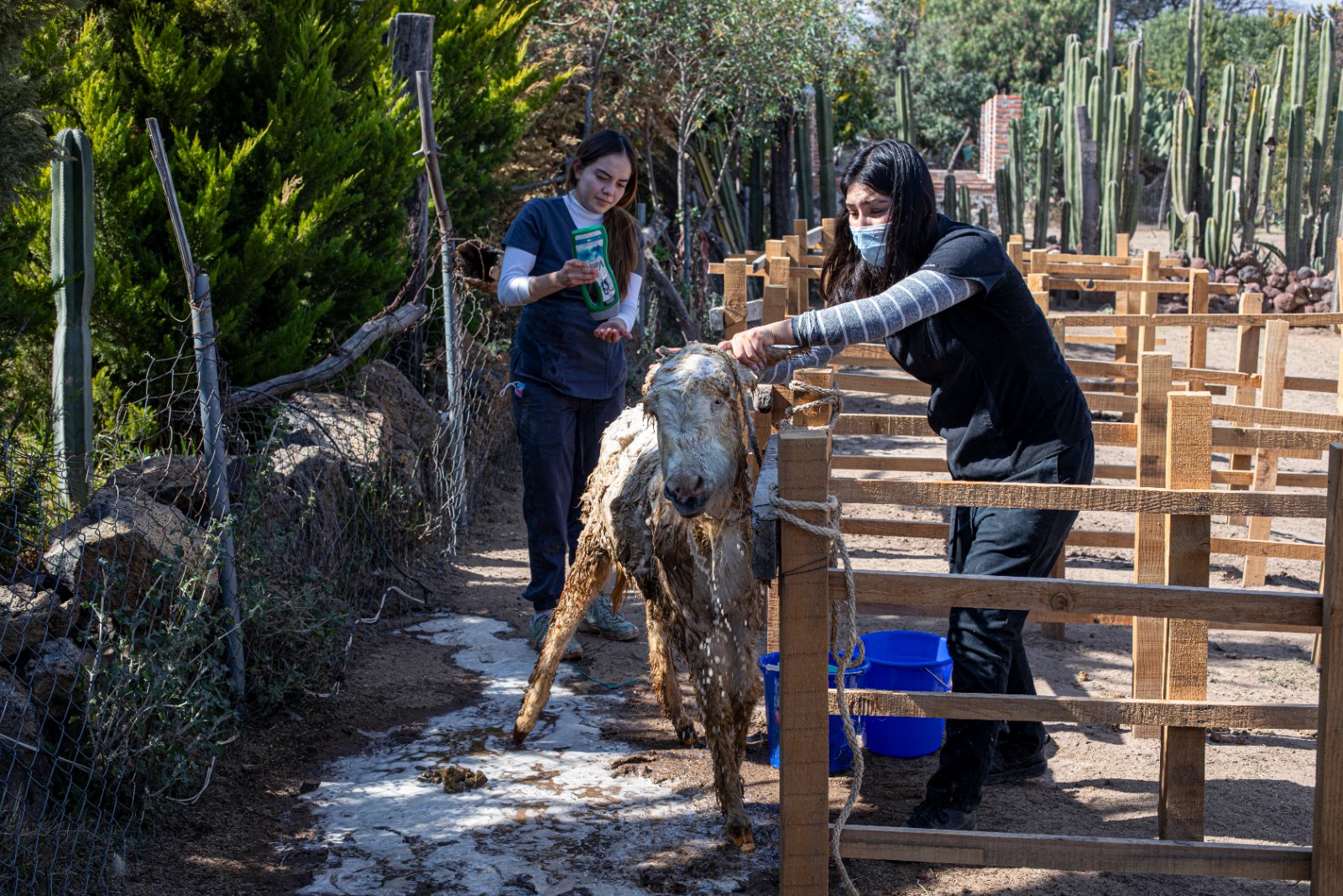 Burrolandia: The donkey obsession