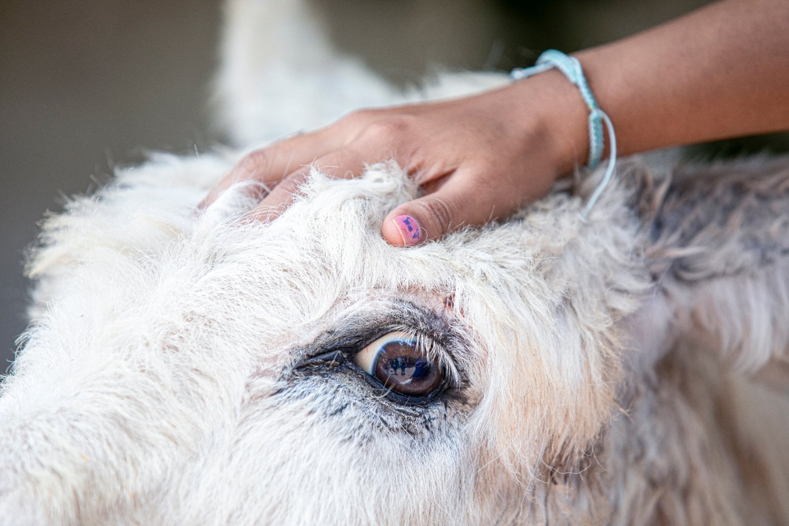 Burrolandia: The donkey obsession