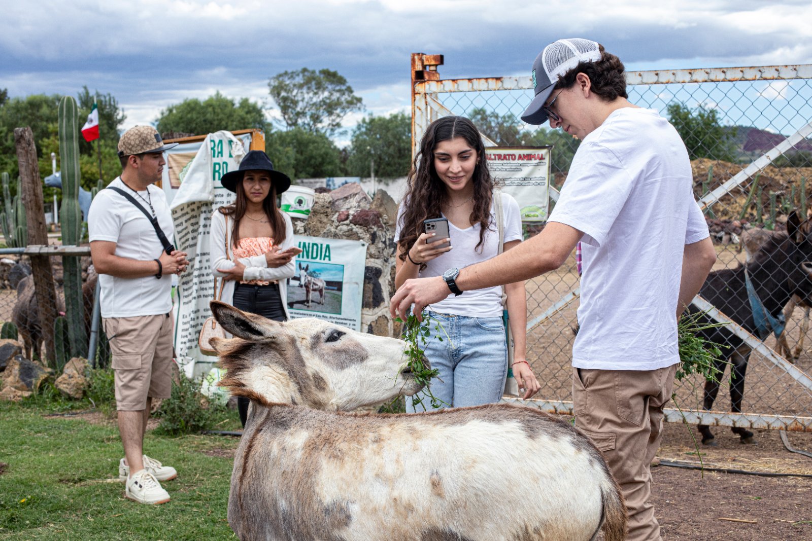 Burrolandia: The donkey obsession