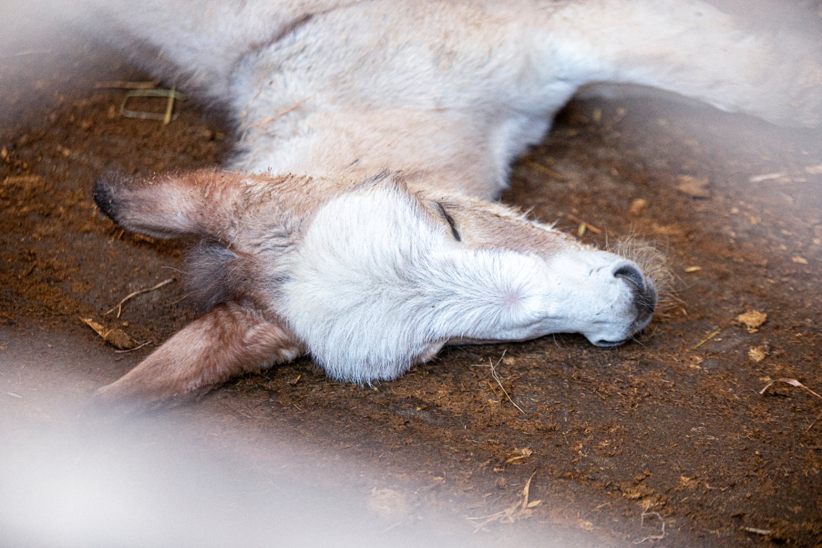 Burrolandia: The donkey obsession