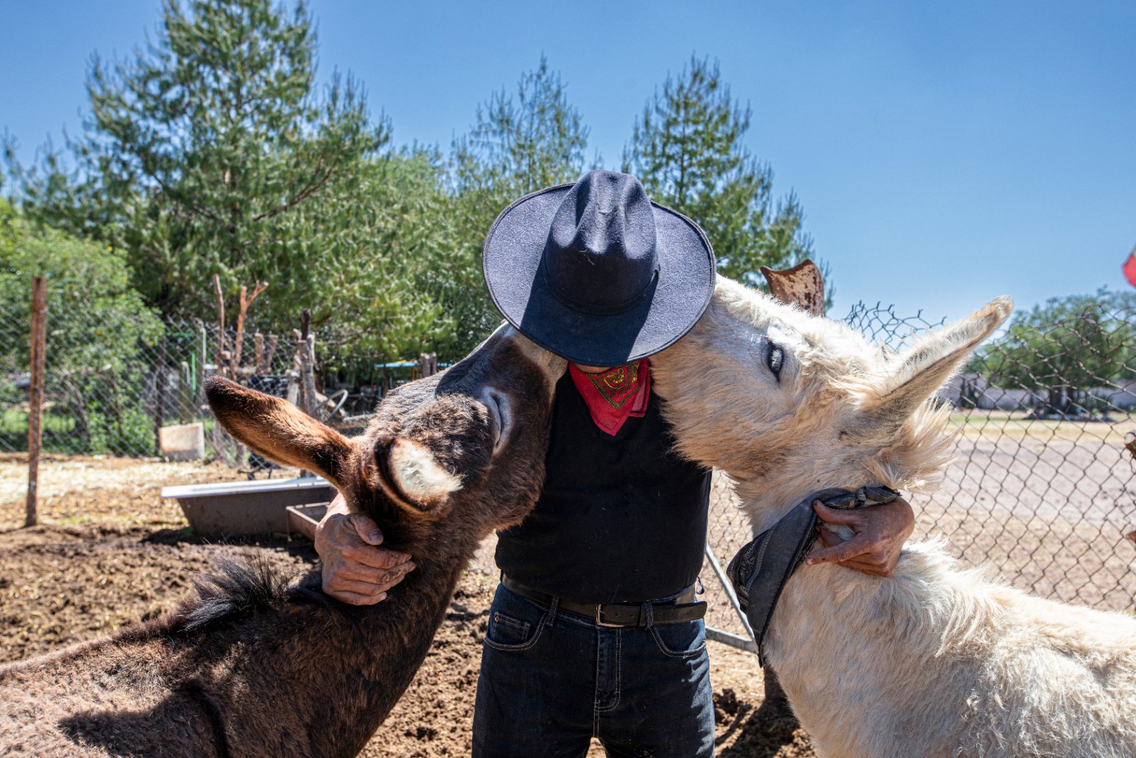Burrolandia: The donkey obsession