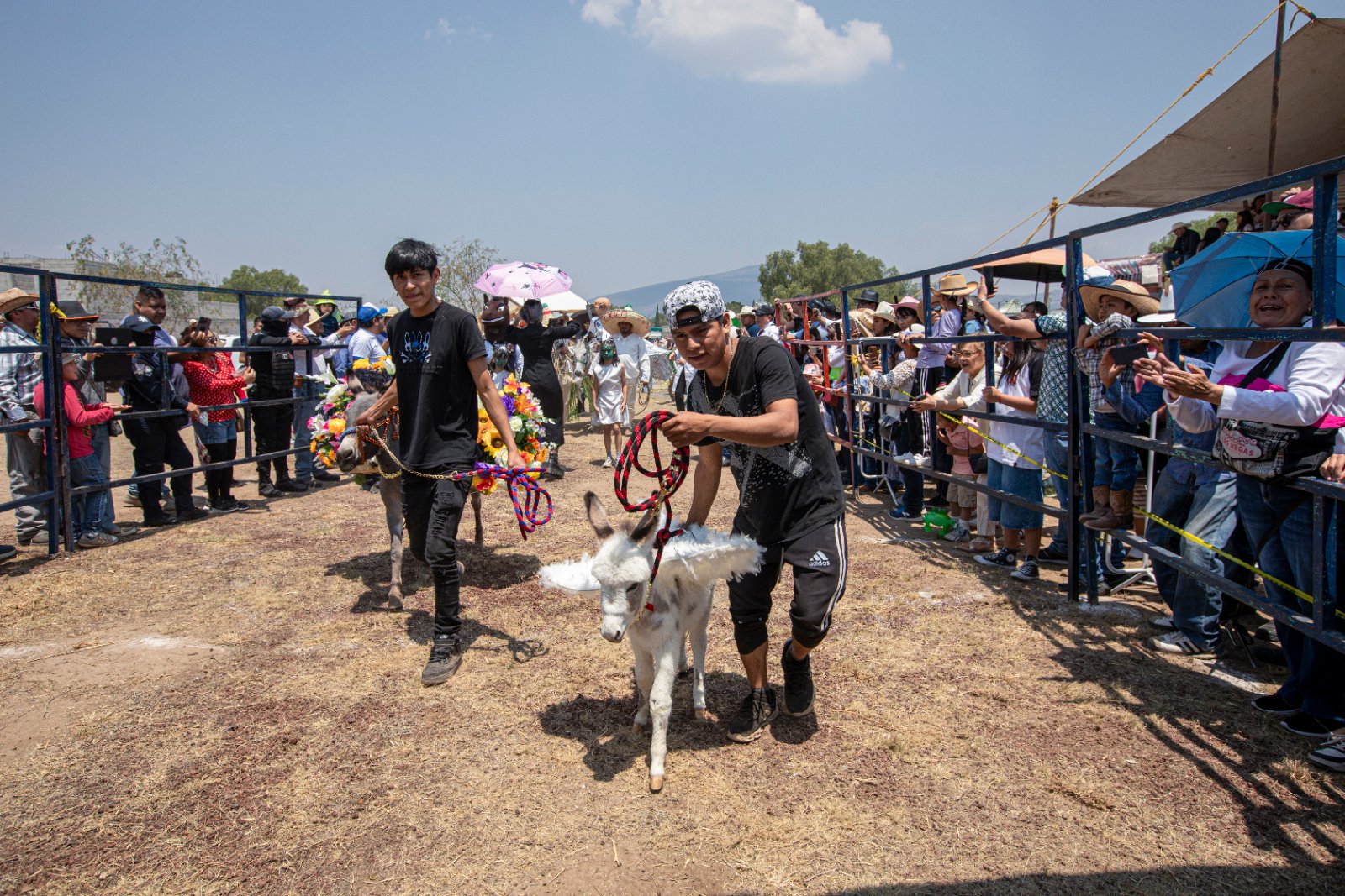 Burrolandia: The donkey obsession