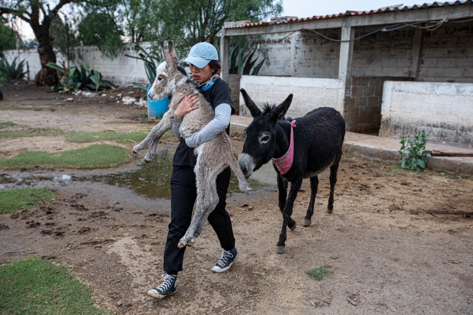 Burrolandia: The donkey obsession