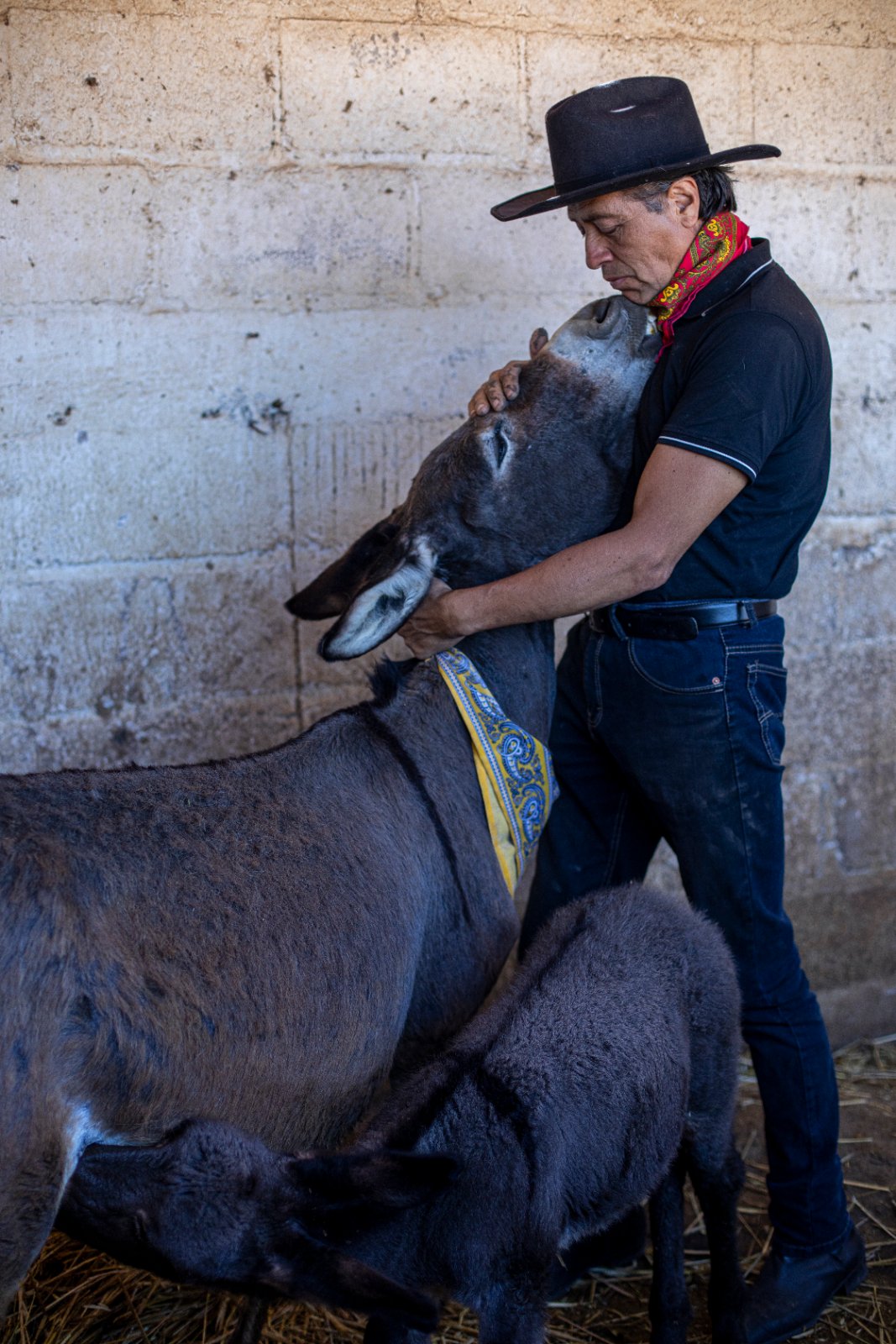 Burrolandia: The donkey obsession