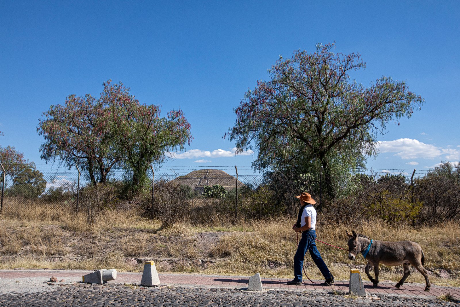 Burrolandia: The donkey obsession