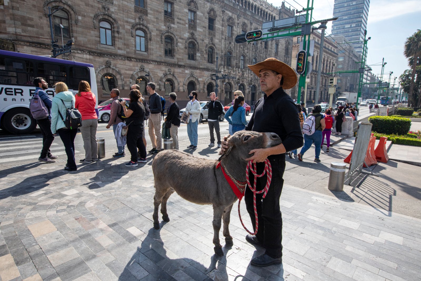 Burrolandia: The donkey obsession