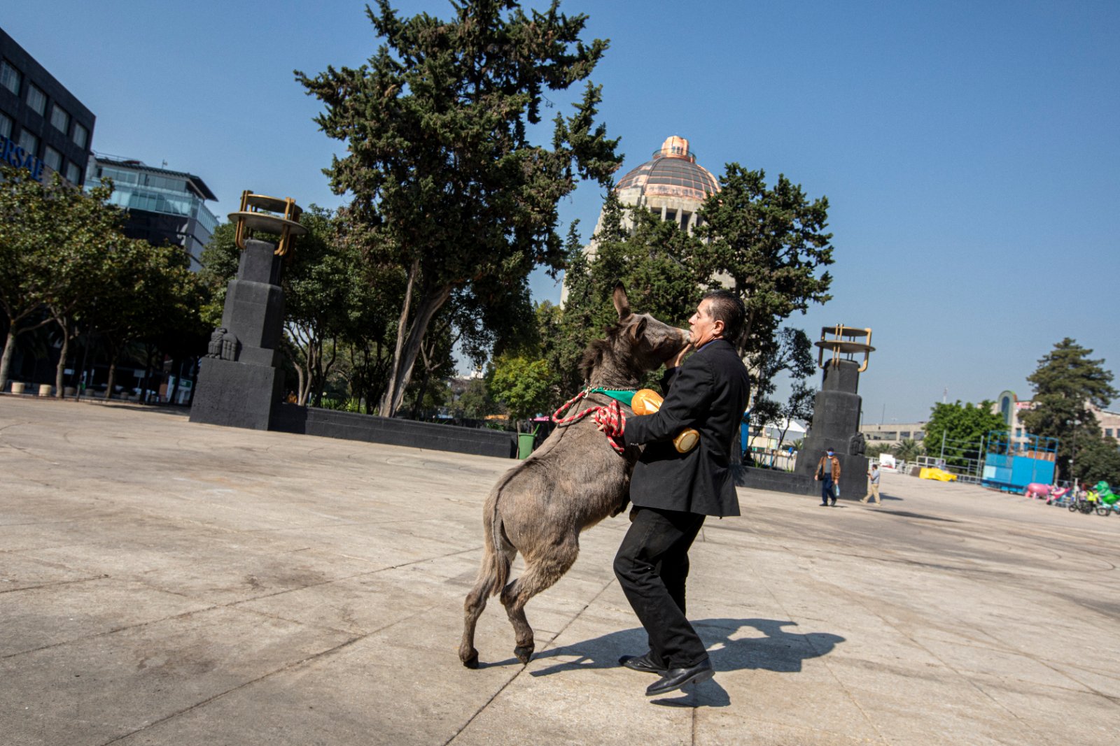 Burrolandia: The donkey obsession