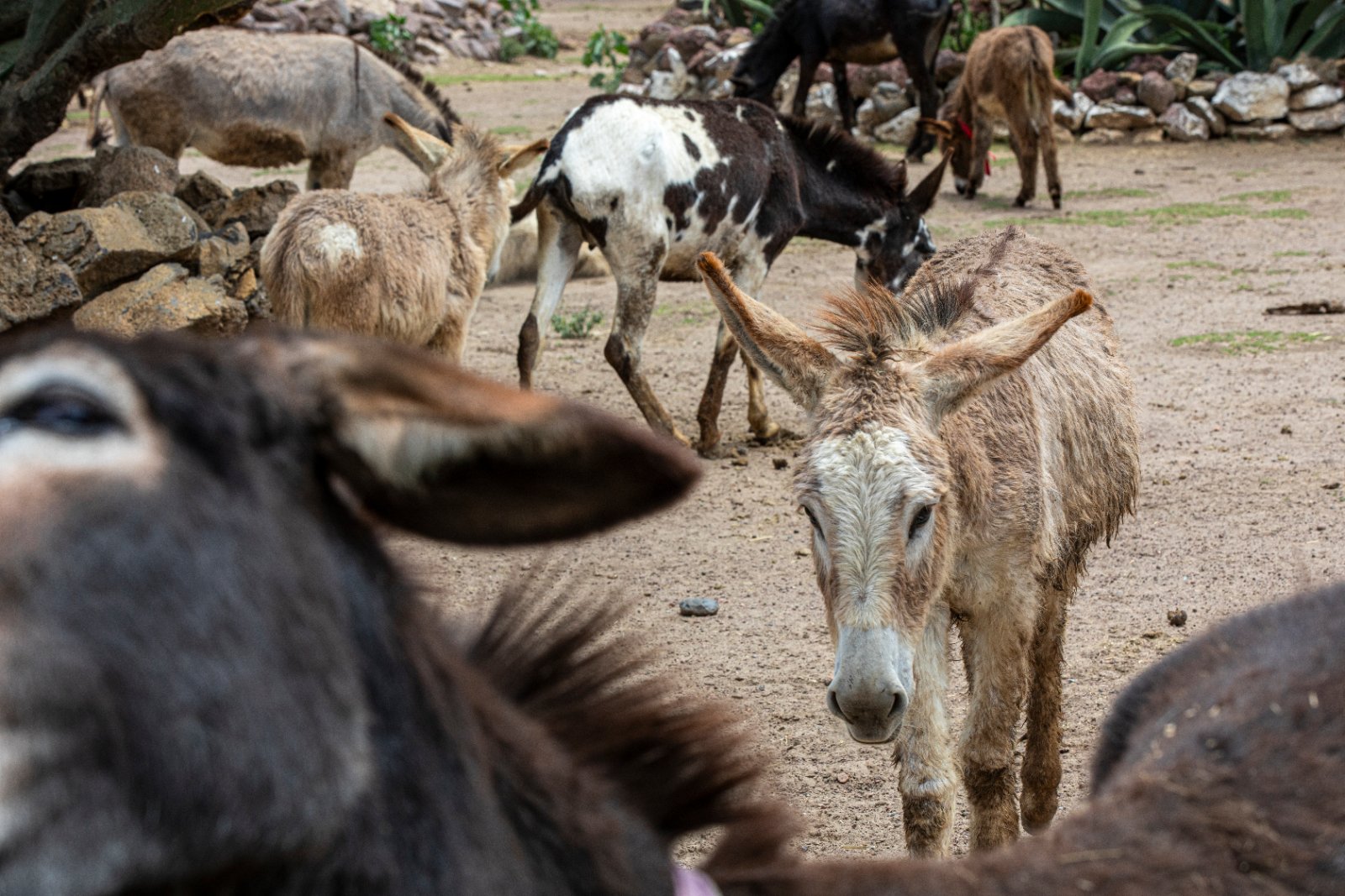 Burrolandia: The donkey obsession