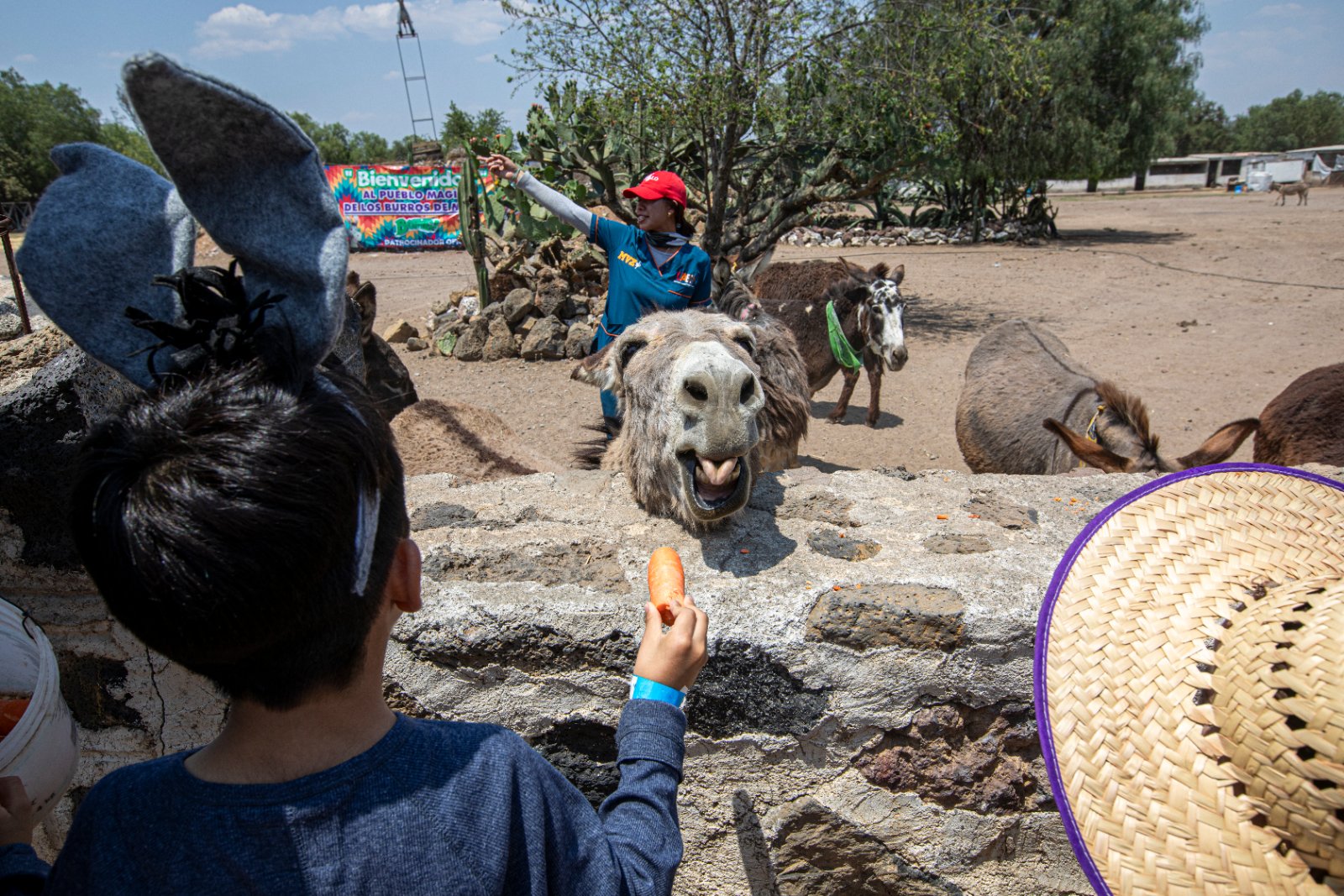 Burrolandia: The donkey obsession