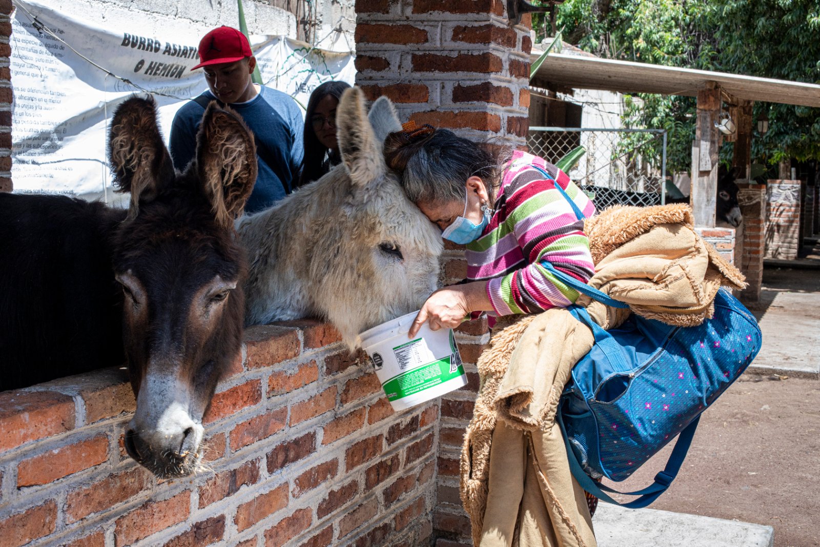 Burrolandia: The donkey obsession