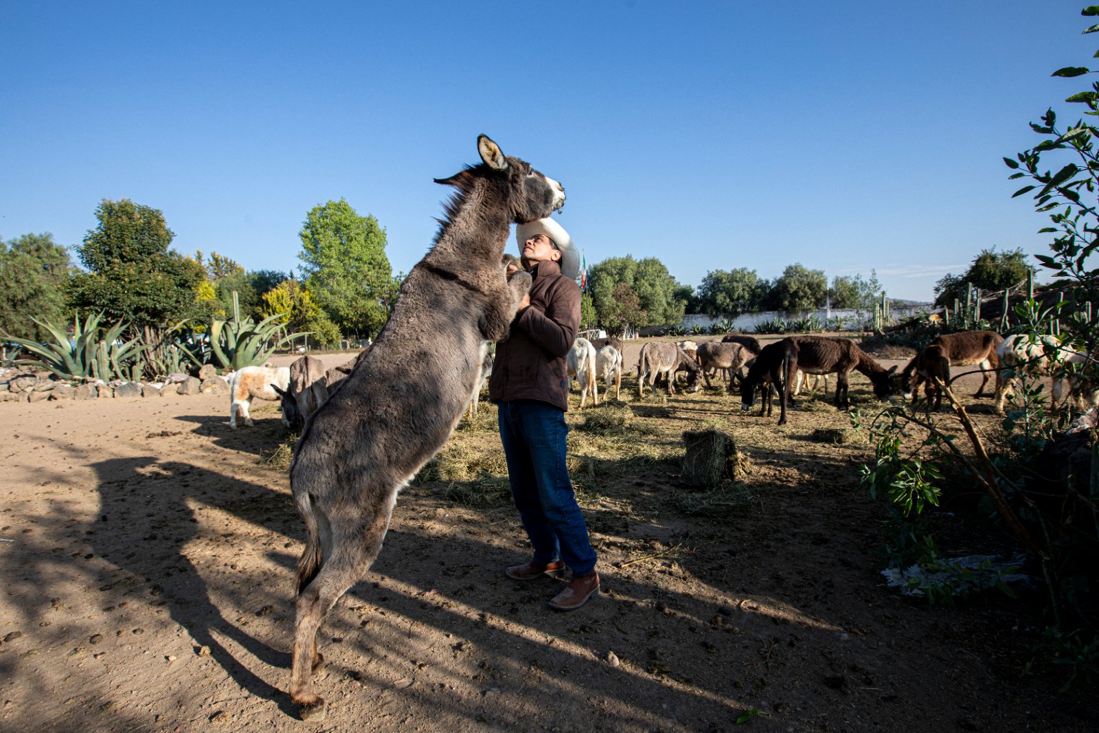 Burrolandia: The donkey obsession