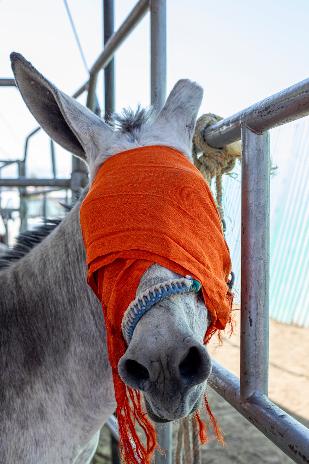 Burrolandia: The donkey obsession