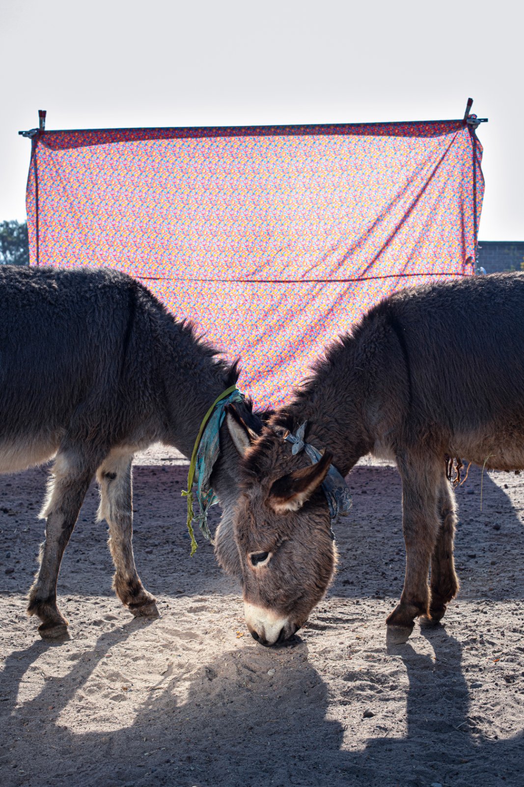 Burrolandia: The donkey obsession