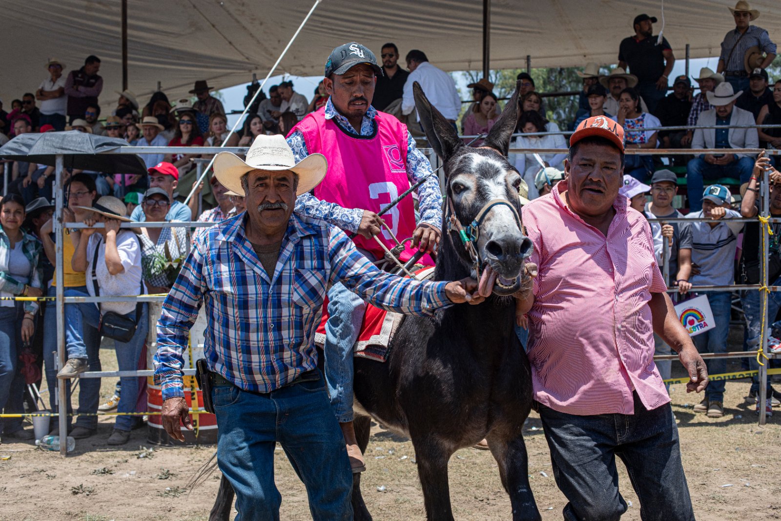 Burrolandia: The donkey obsession