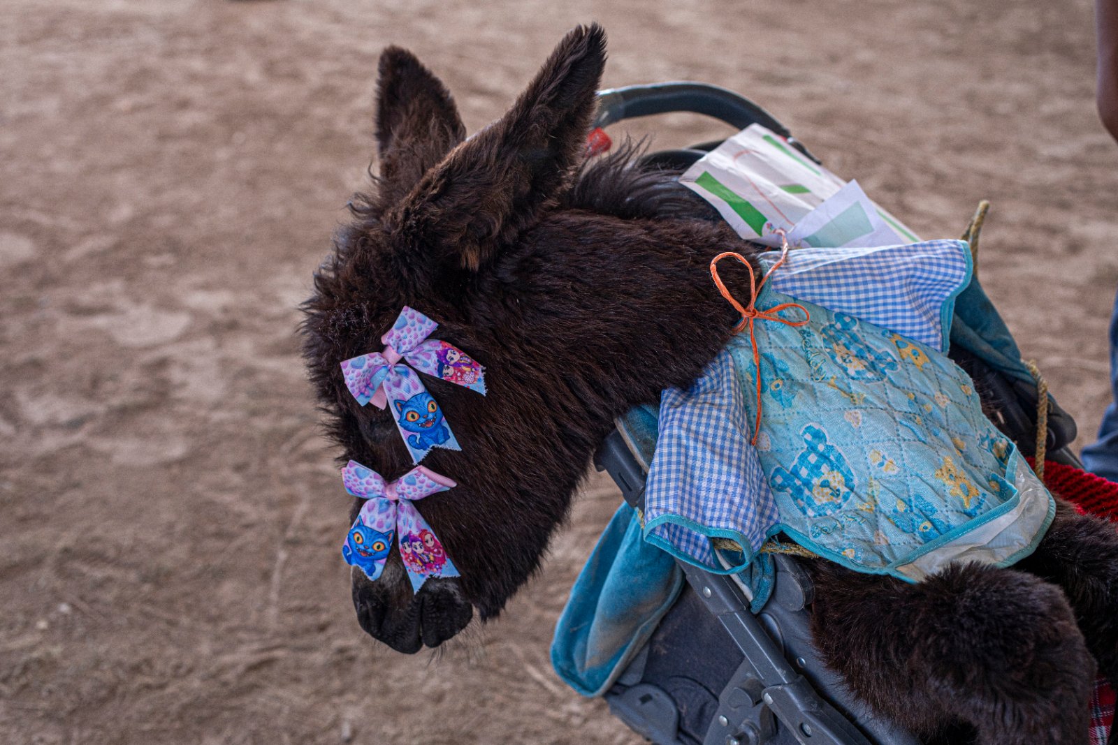 Burrolandia: The donkey obsession