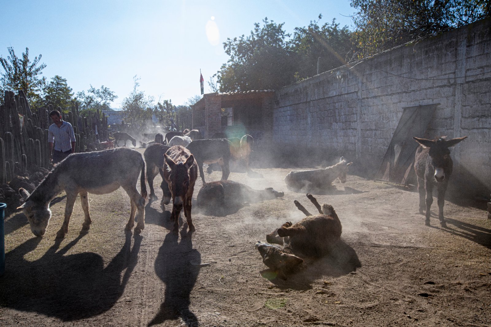 Burrolandia: The donkey obsession