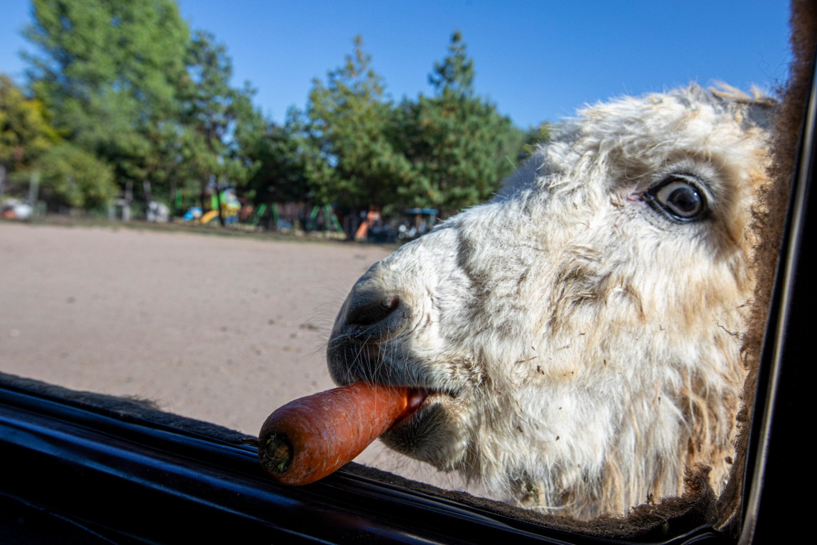 Burrolandia: The donkey obsession