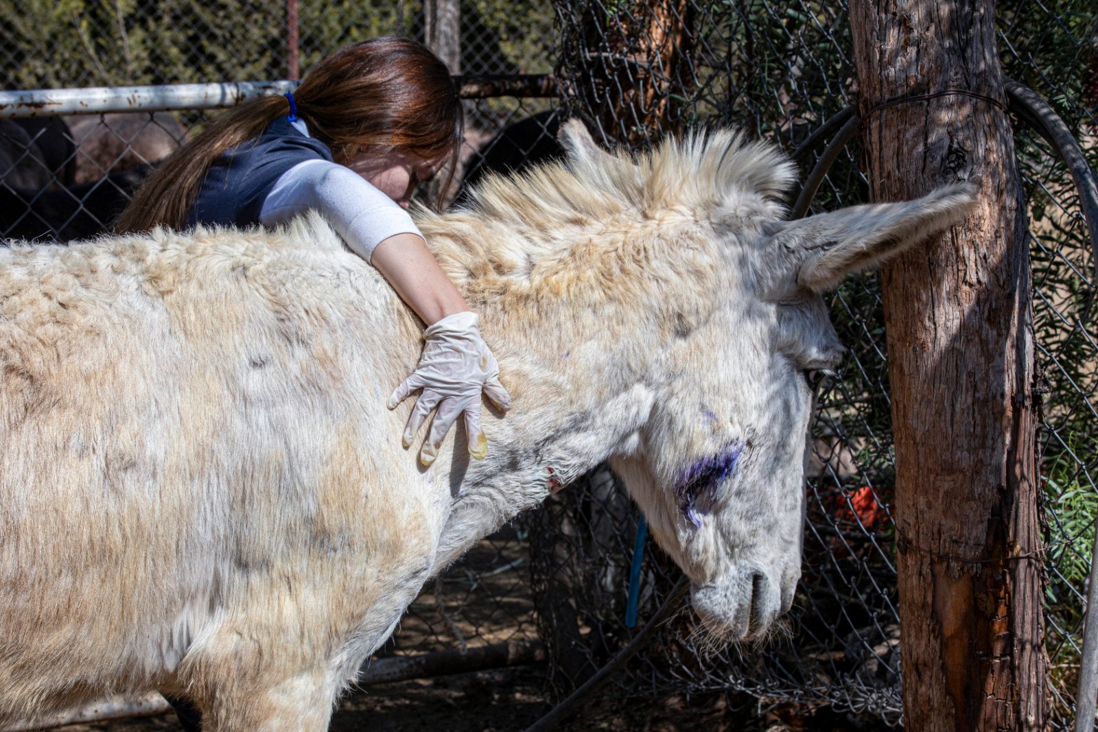 Burrolandia: The donkey obsession