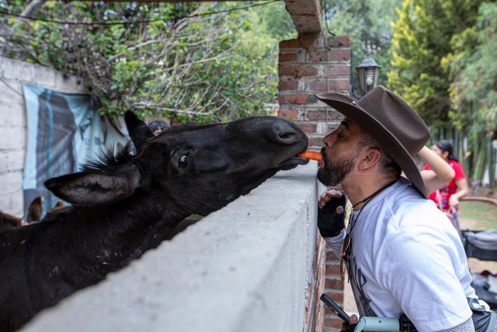 Burrolandia: The donkey obsession