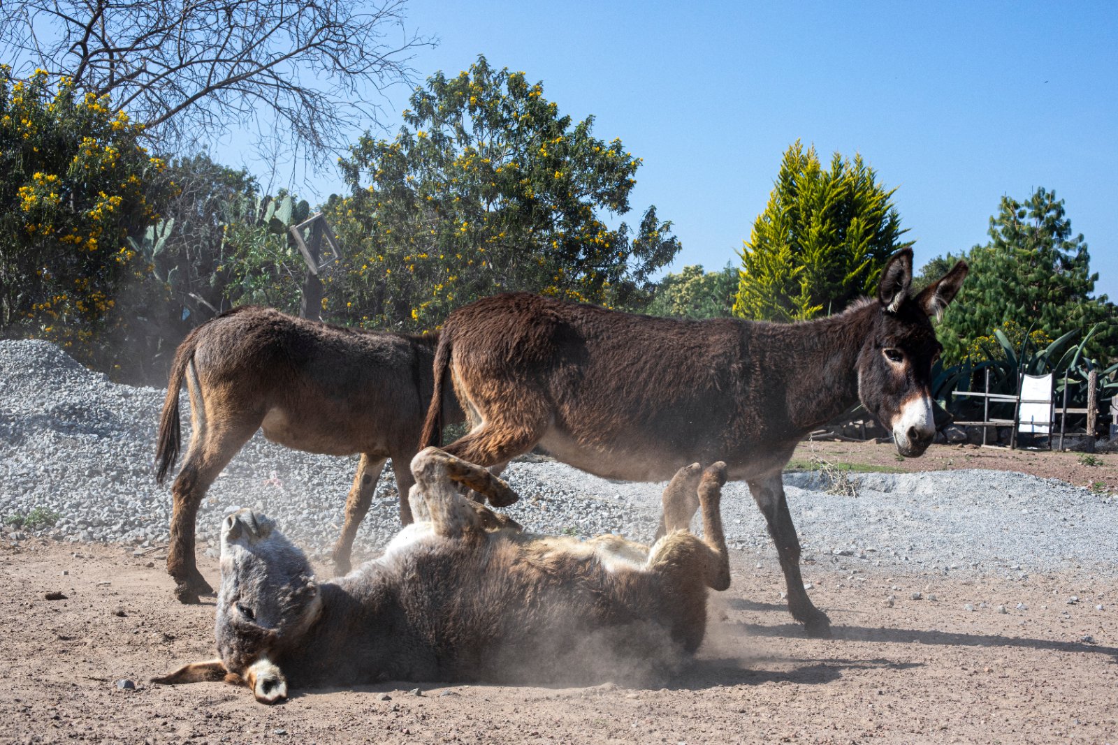 Burrolandia: The donkey obsession