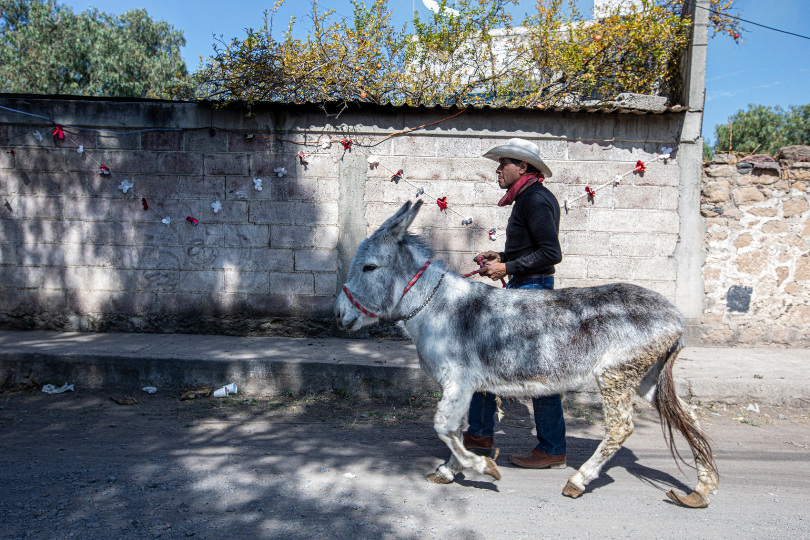 Burrolandia: The donkey obsession