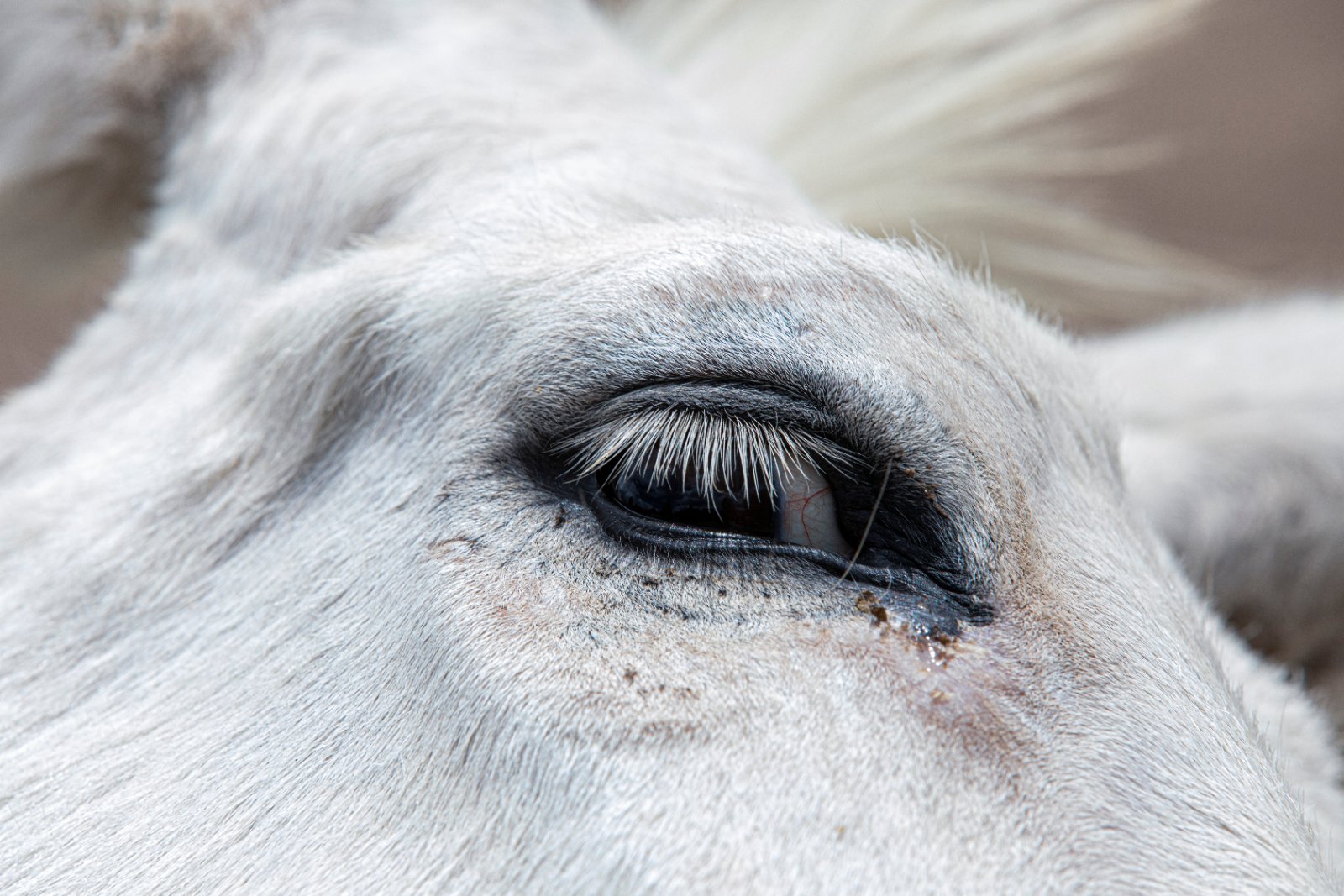 Burrolandia: The donkey obsession